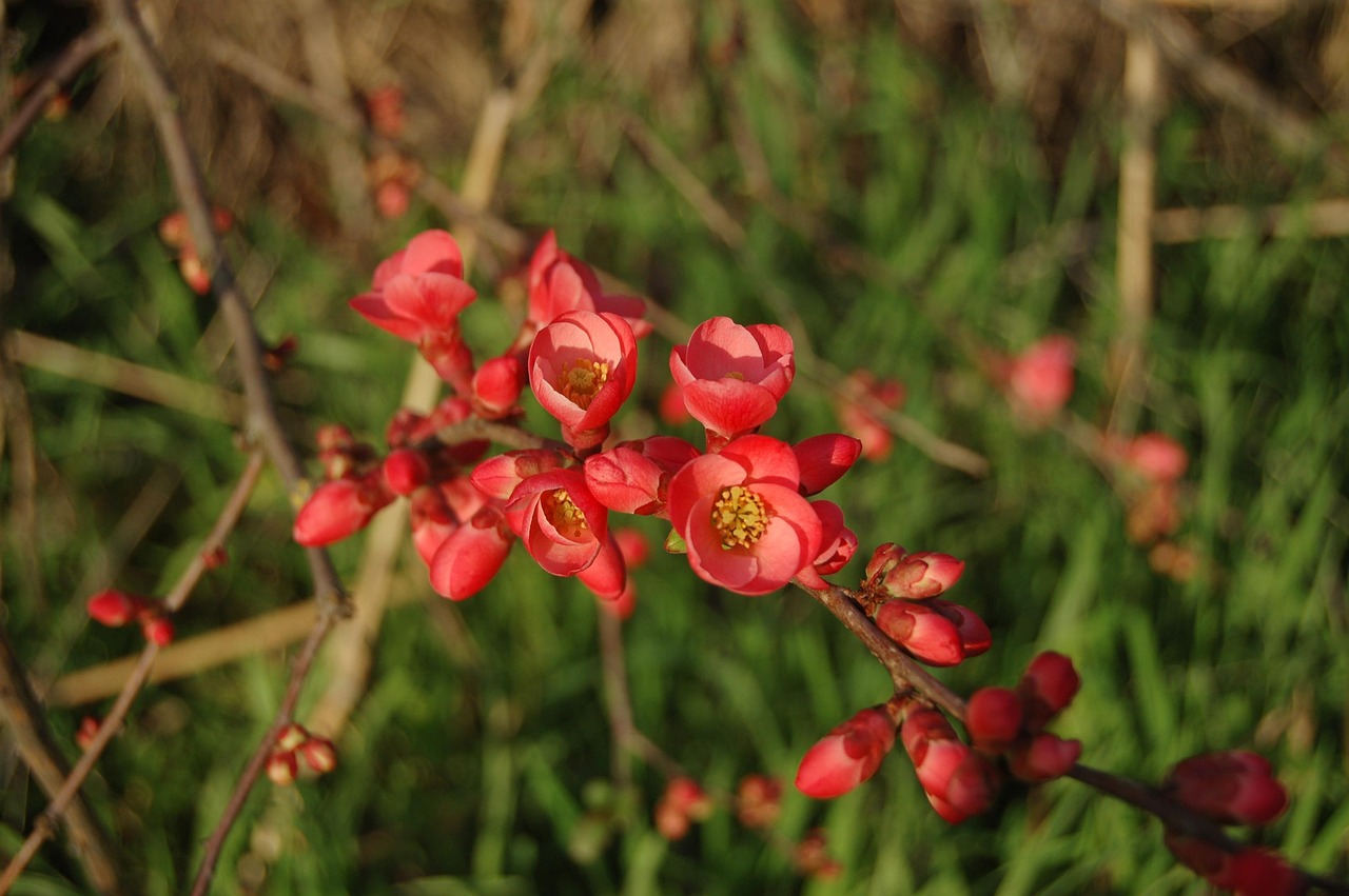 長治花園歌城最新動態(tài)報道，最新消息一覽