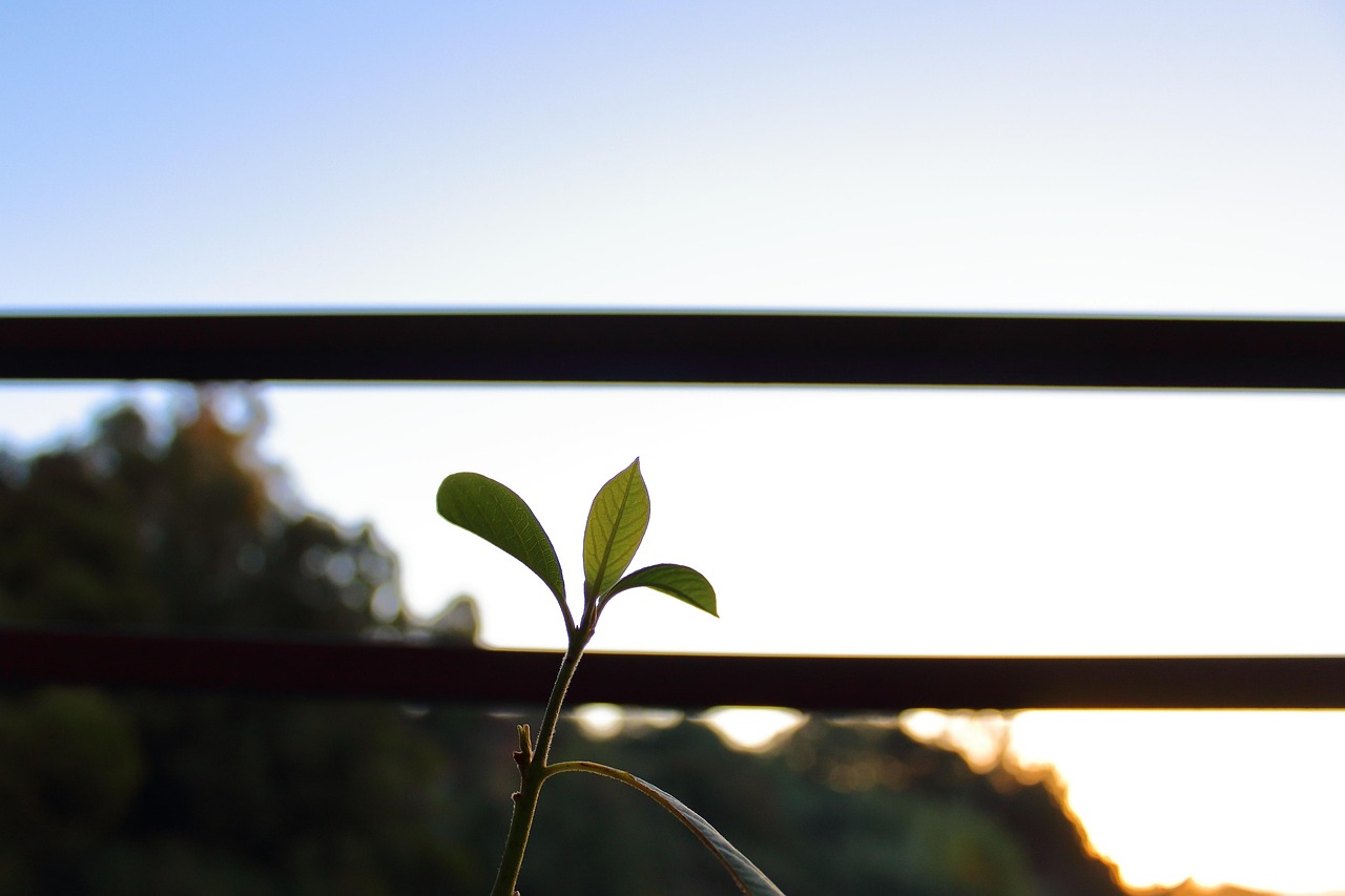 朗詩紅樹林最新動(dòng)態(tài)，引領(lǐng)綠色生活新篇章，開啟全新篇章