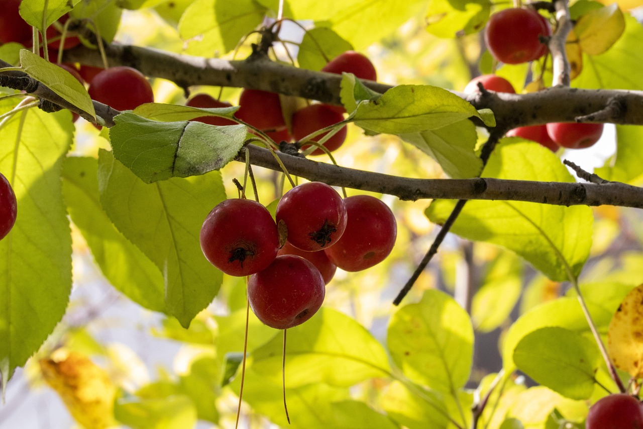岳西大觀園儲德翰最新動態(tài)揭秘